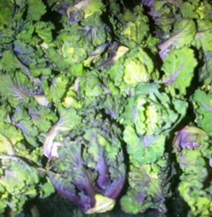 Flower sprouts