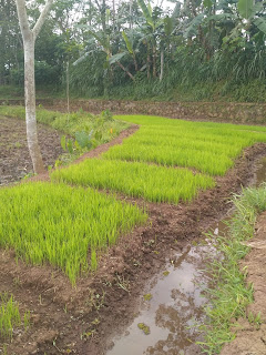 Persemaian tanaman padi yang benar