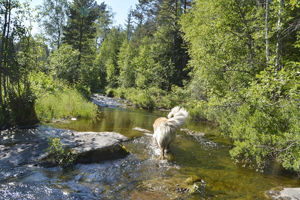 leonberger