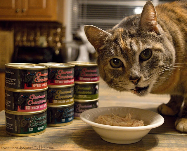 Mini Review: Tiki Cat Gourmet Carnivore Cat Food