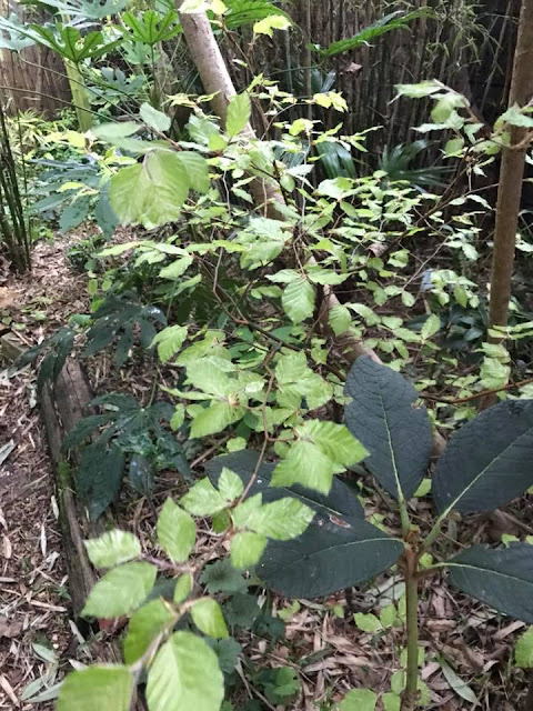 Fagus sylvatica 'Franken'