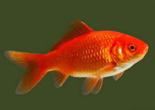 5 Perbedaan Ikan  Mas  dengan Ikan  Koi  Tips Ikan 