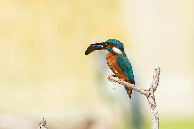 RSPB Rye Meads - Common Kingfisher छोटा किलकिला, राम चिरैया, शरीफन, निता मछराला  (Alcedo atthis)