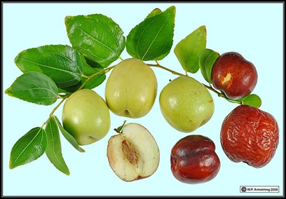jujube01b