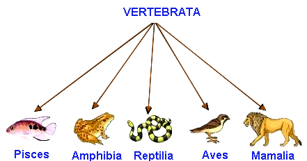 Perkembangbiakan Hewan  Vertebrata  Artikelsiana Artikelsiana