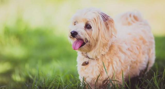 Stephanie Taunton Havanese