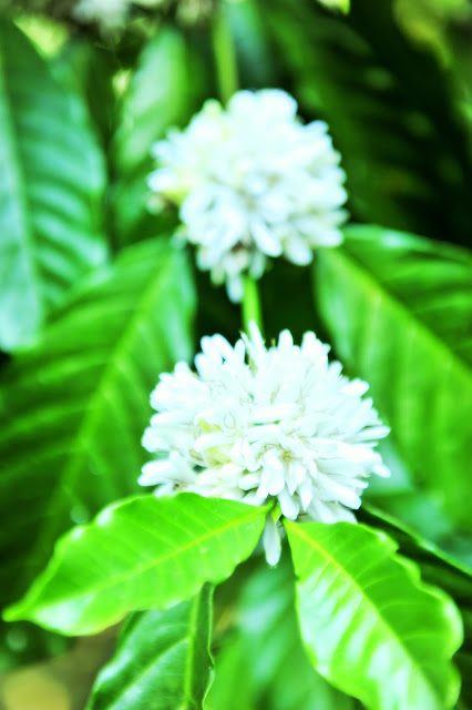 Coffee flowers at a resort in Coorg, at Meriyanda Coorg, Coffee blossoms in Coorg