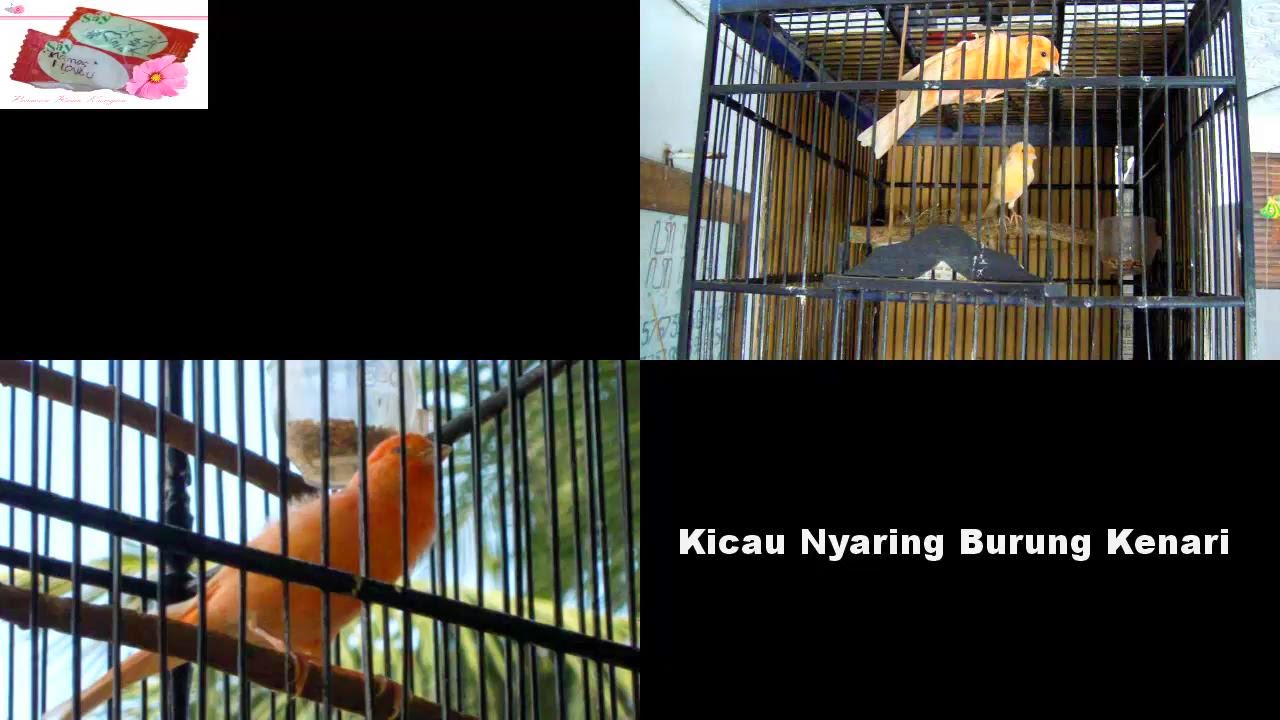  Video Kicau Burung Kenari