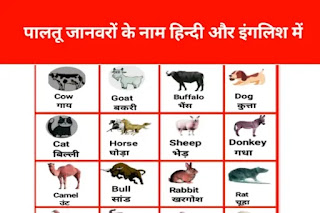 Domestic Animal Names in Hindi and English