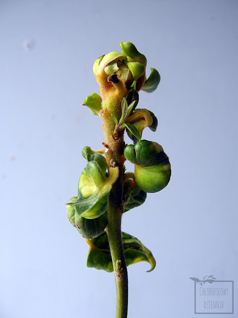 Awokado (Persea americana) albinos