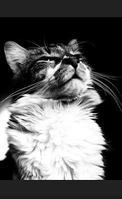 cat'seyes, eyes, pet, domesticcat, head, fur, catface, close, up, cool, wallppaper, animals, silhouette, kitten, pets,feline, funny, cute, adorable, animals, funny, sweety, pretty