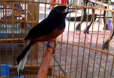 Burung Murai Batu Jambi