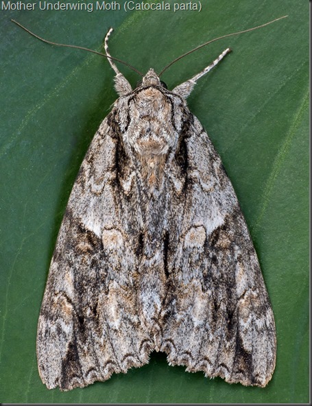 Mother Underwing Moth (2)