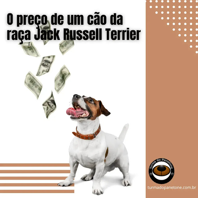 O preço de um cão da raça Jack Russell Terrier