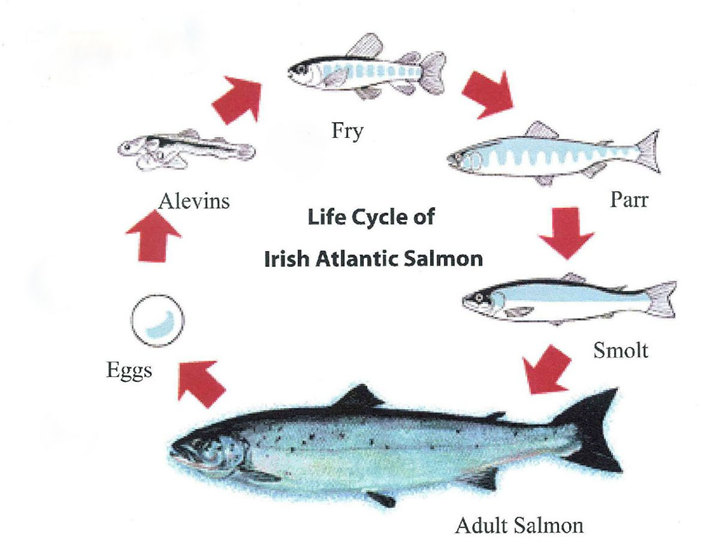 Los peces poseen los ciclos de vida más complejos entre los vertebrados, donde algunas especies atraviesan más de una etapa metamórfica.