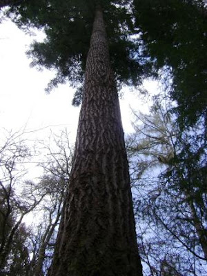 FOTO] Redwoods : Pohon Tertinggi Di Dunia *National Geo