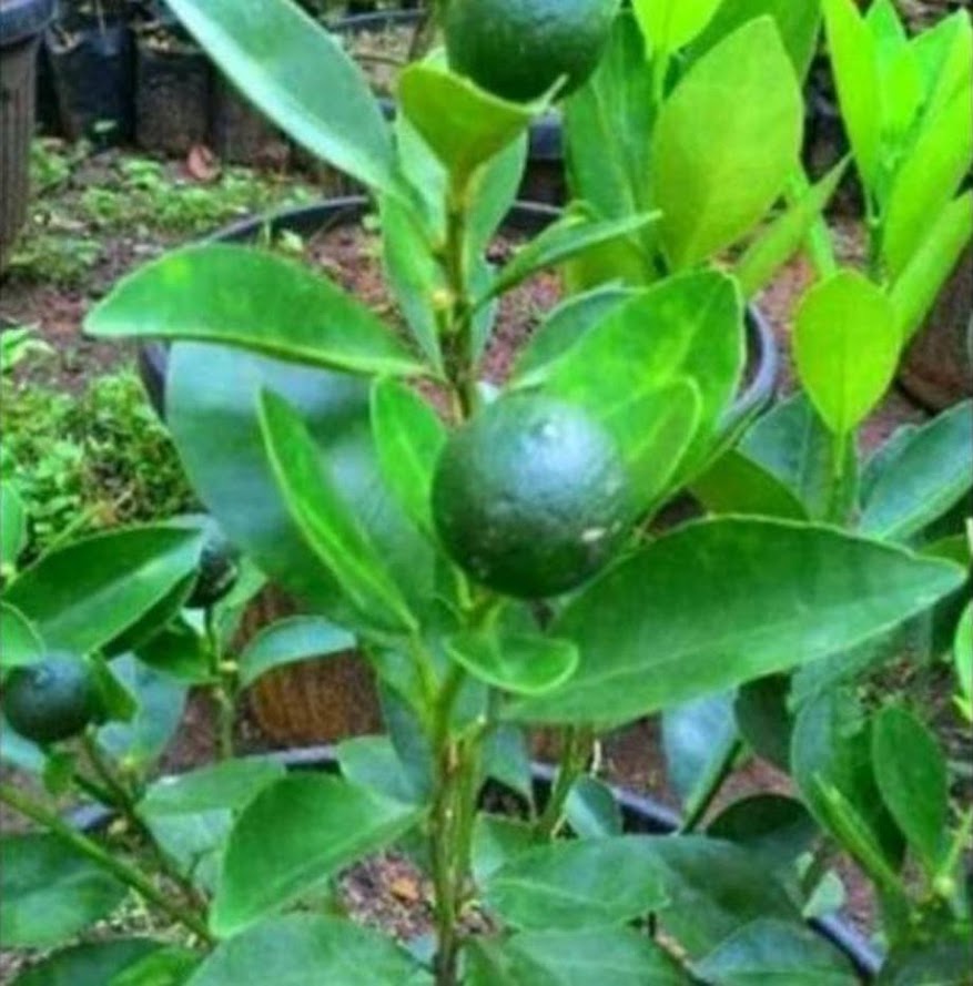jual bibit jeruk tanaman siap cepat berbuah pohon buah kasturi termurah bisa beli ecer Kalimantan Utara