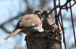 Inca Doves in nest