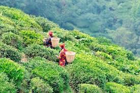 Darjeeling's tea garden laborers are battling to get by