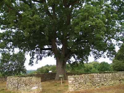 Roure del Giol