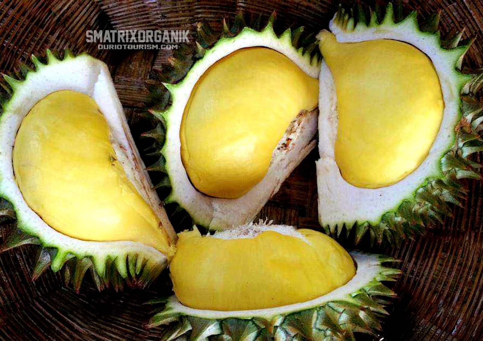  Thai  Durian Nockachip Nok Kracip DurioTourism 