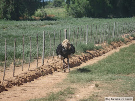 fazenda de avestruz na África do Sul