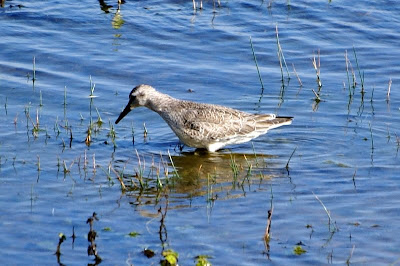 Mients - Kanoet - Calidris canutus