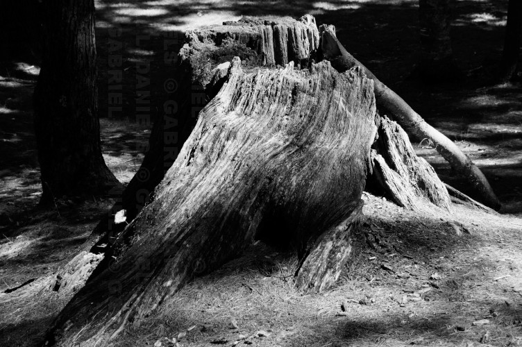 Tree stump at Kilowatt Park in Wilder, Vermont (photo by Gabriel L. Daniels)