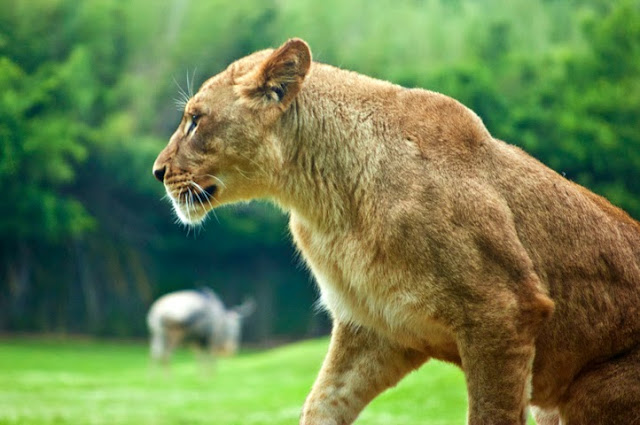 Click to see picture of lion at Caldwell Zoo