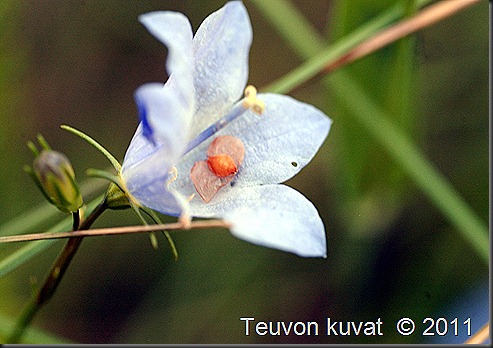 aamuisia kuvia 001