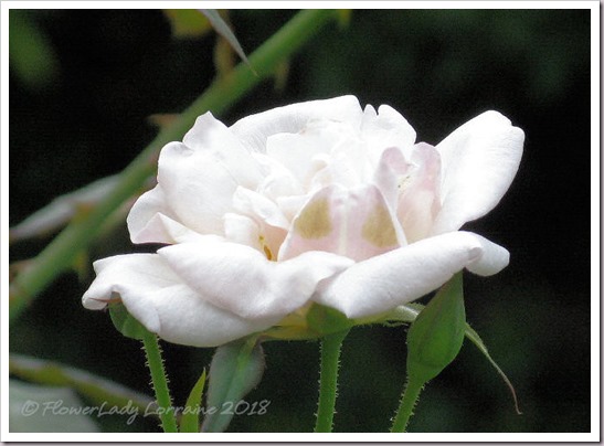 07-12-maman-cochet