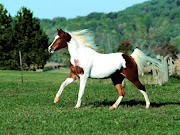 El Mustang tiene un origen europeo: Los caballos Mustang descienden de los .