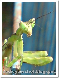 young praying mantis 02