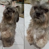 Adorable pet dog bursts into tears after being scolded by her owner
