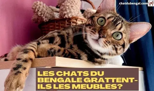 Les Chats du Bengale Gratte