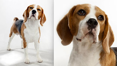 Beagle Hound Dog Picture