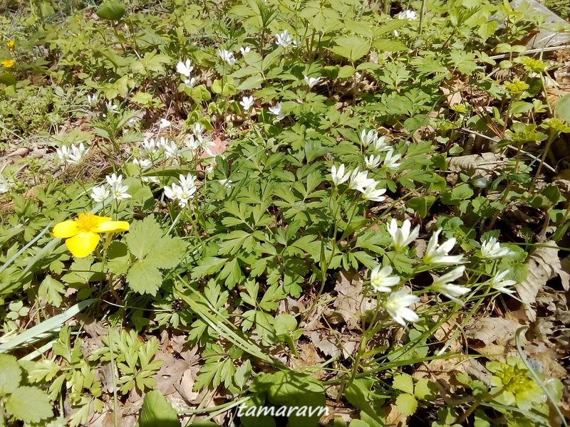 Ллойдия трёхцветковая (Lloydia triflora, =Ornithogalum triflorum, =Gagea triflora)