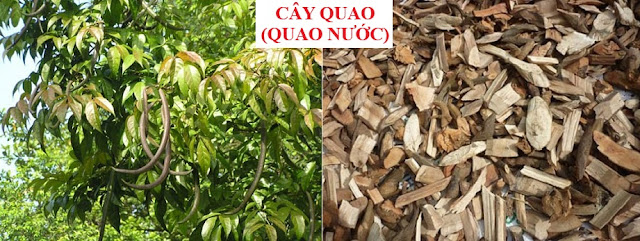 Tự Chữa Bệnh Bằng Cây Thuốc Nam - CÂY QUAO (QUAO NƯỚC)