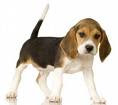 Anjing Beagle