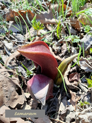 Связноплодник почколистный (Symplocarpus renifolius)