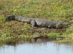 yacare overo Caiman latirostris