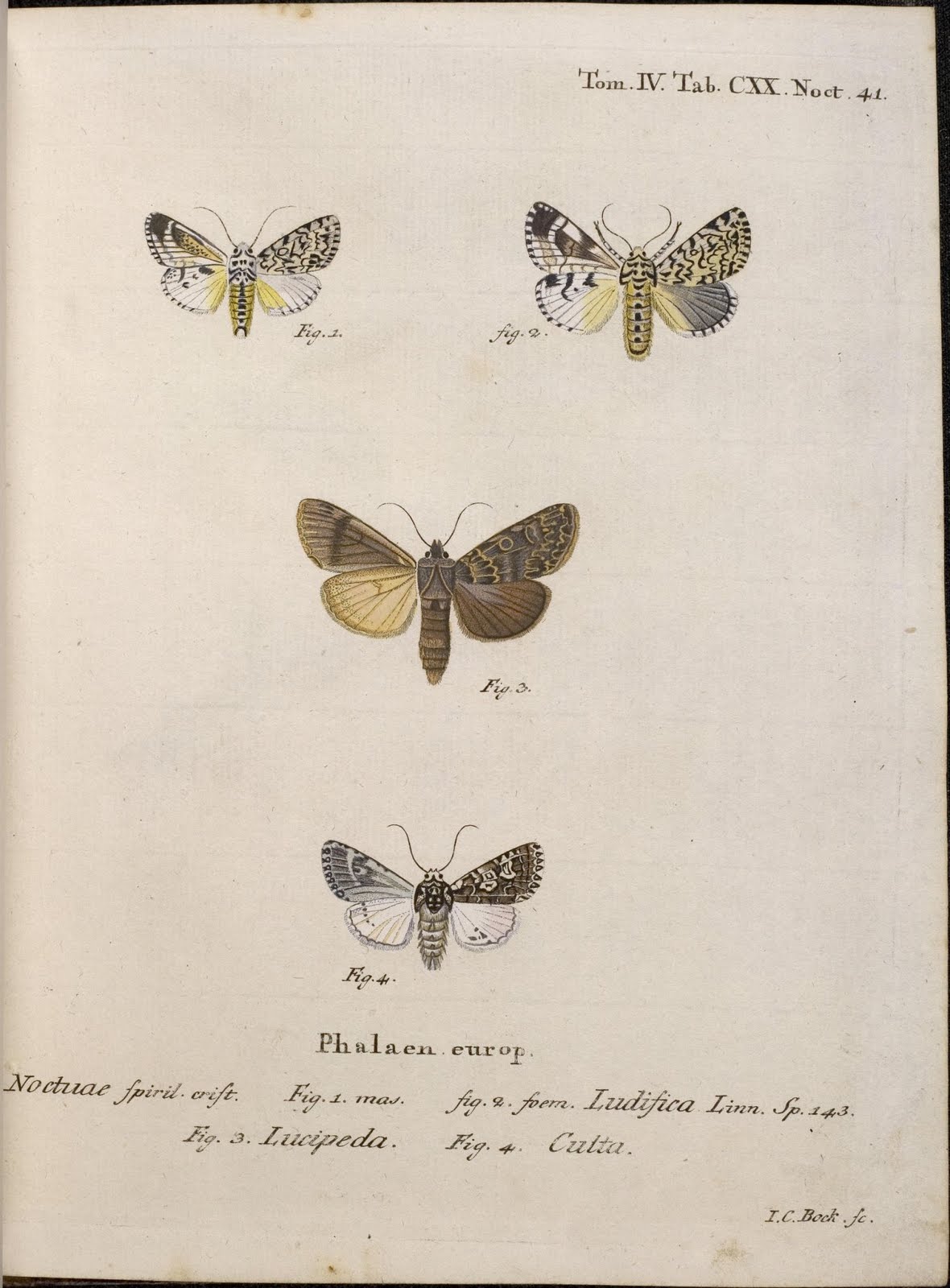 hand-coloured moth engravings