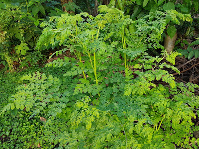 معجزاتی درخت سہانجنہ! 300بیماریوں کا مکمل علاج  moringa oleifera tree health benefits