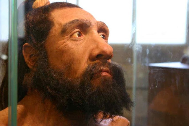 Molar neandertal revela que solo comían carne