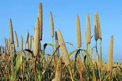 millet update