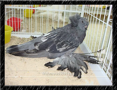 Bukhara Trumpeter Pigeon 