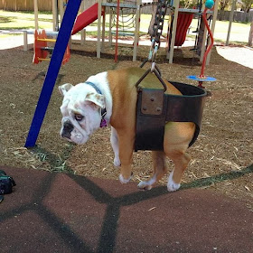 Cute dogs - part 6 (50 pics), dog on swing