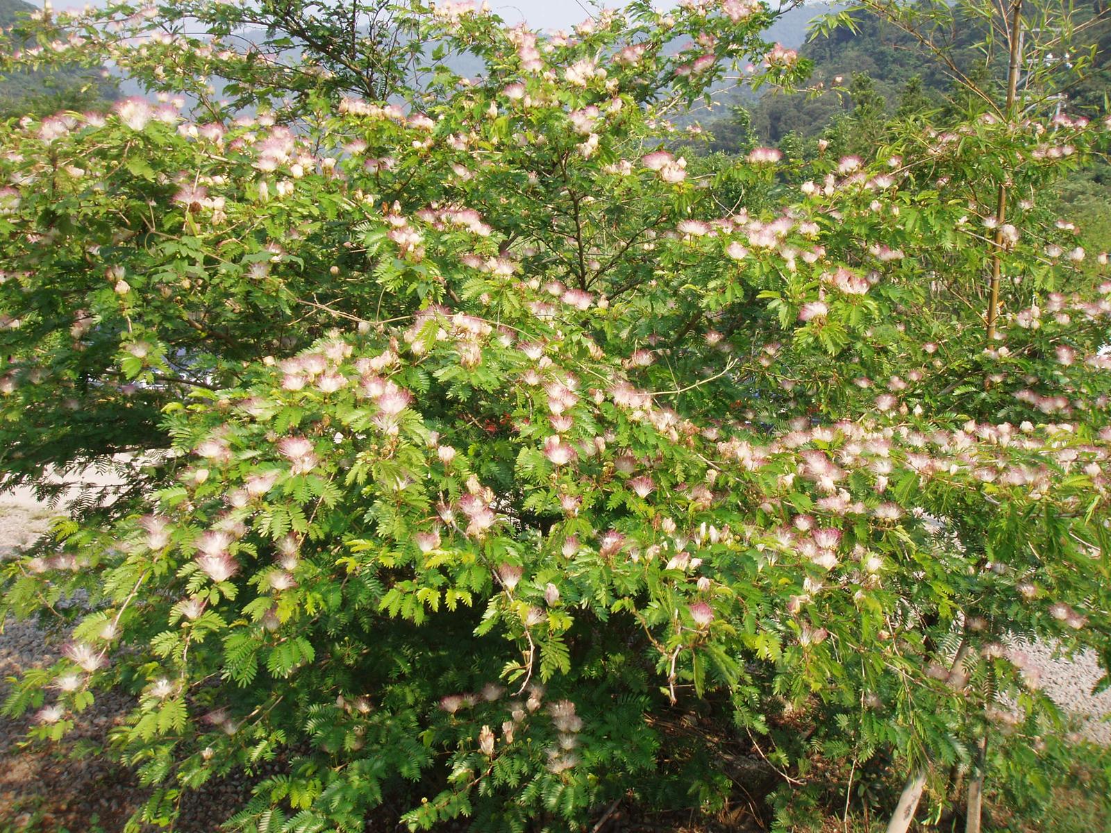 園藝達人栽培術 精巧粉撲 香水合歡 園藝部落格 Igarden 花寶愛花園園藝文摘plus 園藝達人栽培術 精巧粉撲 香水合歡 園藝部落格 Igarden 花寶愛花園園藝文摘plus