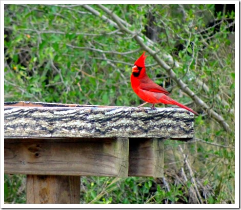 Northern Cardinal