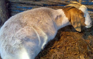 Boer in labor, birthing goats, how to tell if Boer goat is in labor, births on the homestead, animal husbandry
